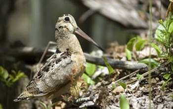 A woodcock, a small bird with white, brown, and black markings and a long beak, stands on a forest floor.