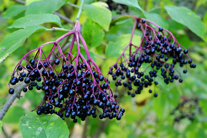 Not to be confused with pokeweed, elderberries grow in spray formations (The Grow Network)