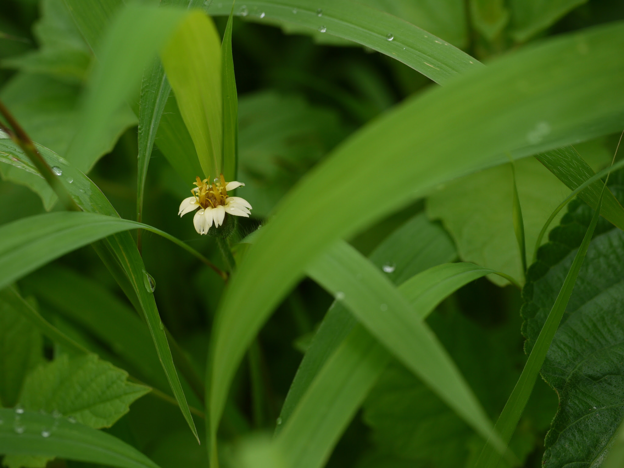 Tridax procumbens L.