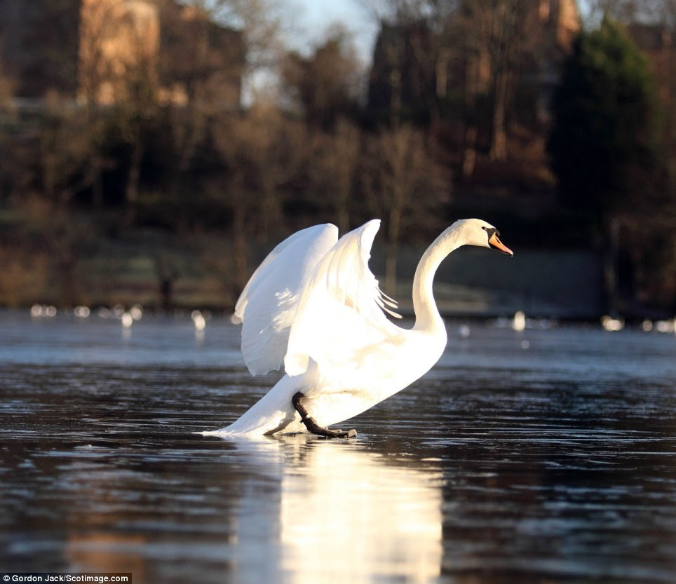 Swan dance: This swan tried an elegant dance on the Union Canal and Linlithgow Loch as temperatures struggled to get above freezing
