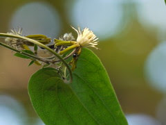 Clematis hedysarifolia