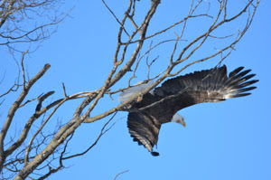 A bald eagle flies from a perch in the western Upper Peninsula.