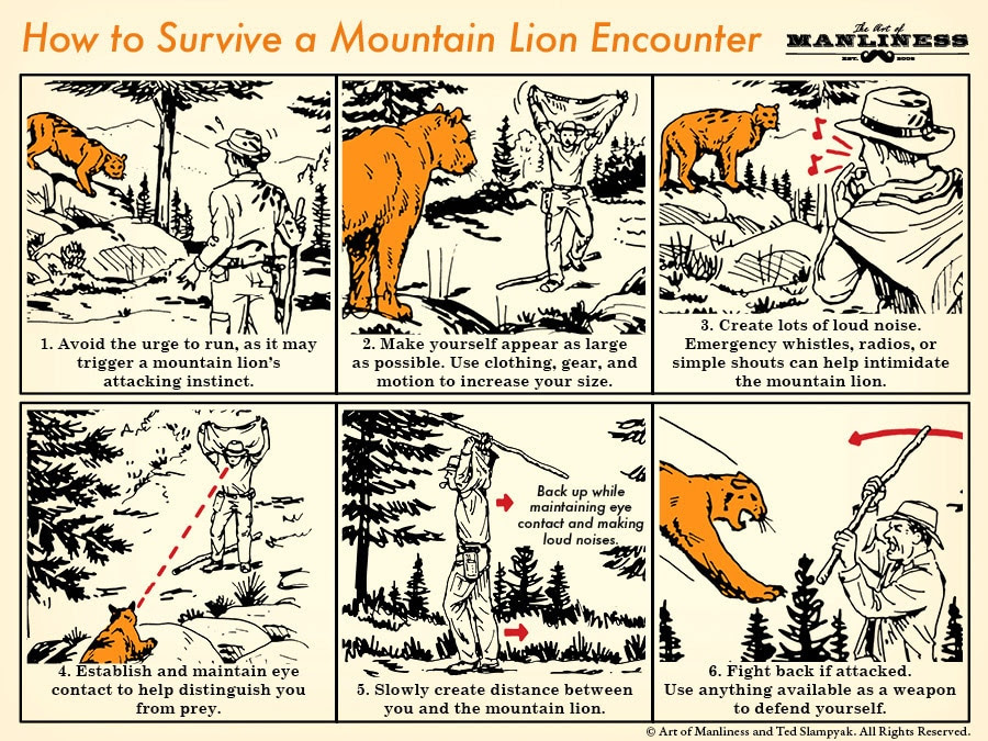 mountain lion on the trail illustration diagram