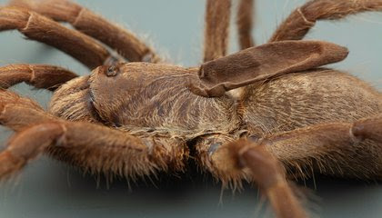 This Tarantula Species Has a Weird, Deflated Horn on Its Back image