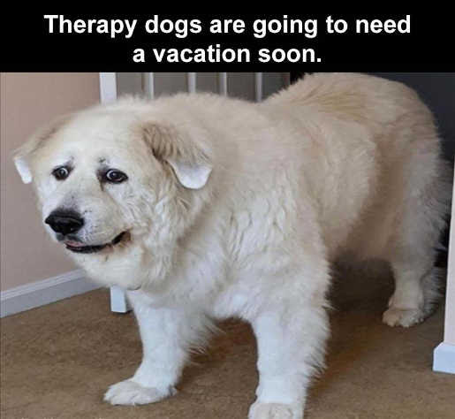 therapy dogs need vacation soon