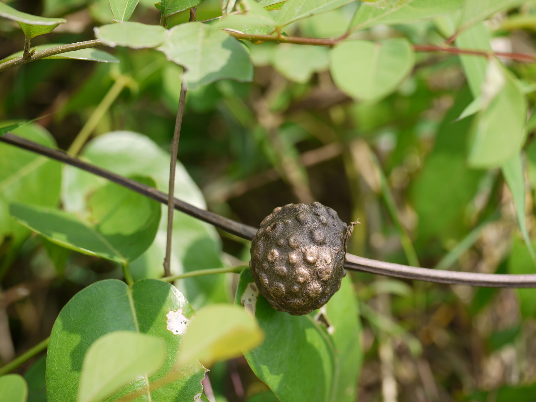 Dioscorea bulbifera L.