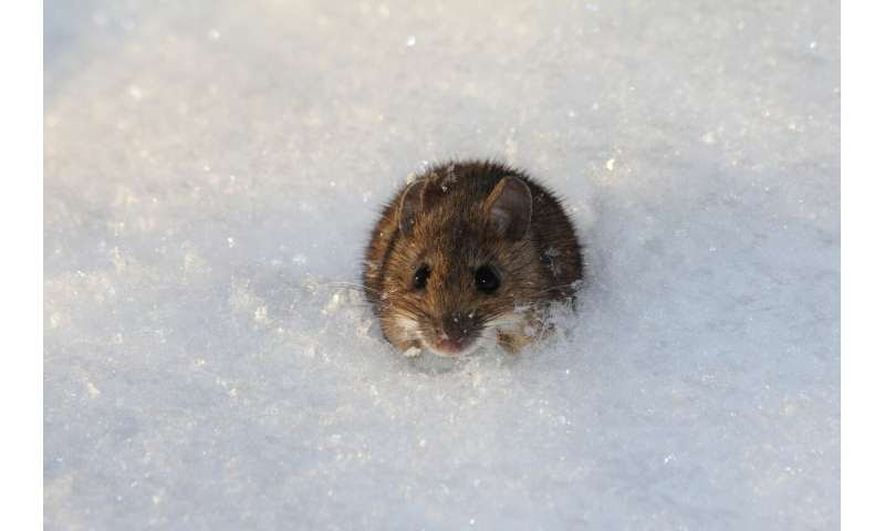 mice cold