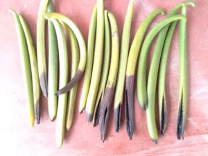 Vanilla Beans Rot Fungal Disease Sri Lanka