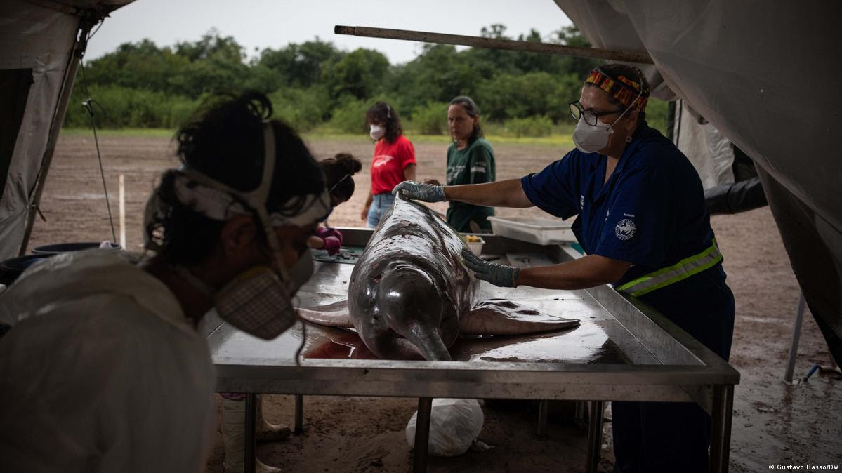 Boto morto é inspecionado por cientistas em Tefé, no Amazonas