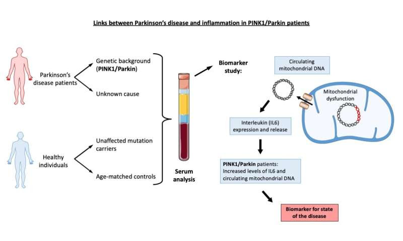 New study highlights links between inflammation & Parkinson’s disease