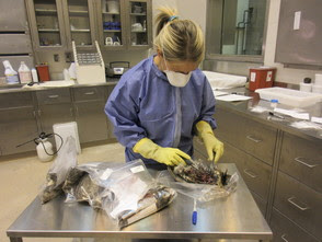 A laboratory scientist in protective face covering, suit and gloves examines a ruffed grouse on a stainless steel table.