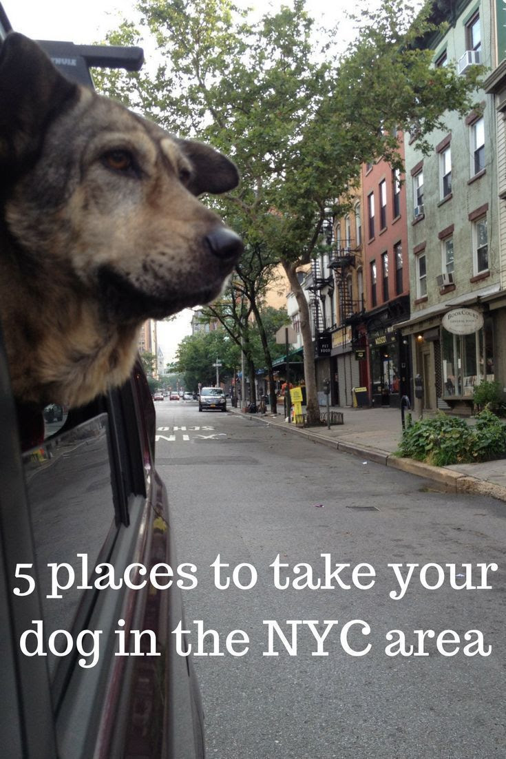 The best dogfriendly day trips in the NYC area. Dog friends, Road