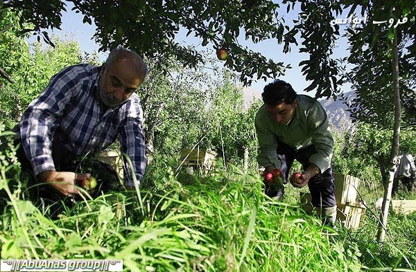 موسم قطف التفاح في جبال دماوند