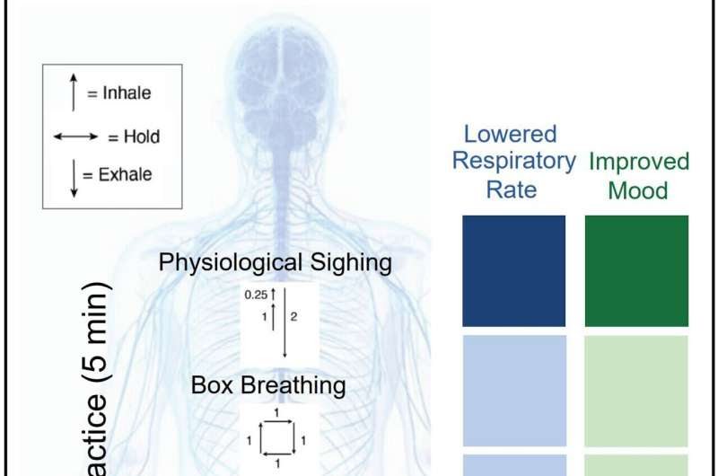 Study shows cyclic breathing technique more effective in reducing stress than mindfulness meditation