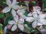 Apple Blossoms - Posted on Monday, April 6, 2015 by Catherine Kauffman