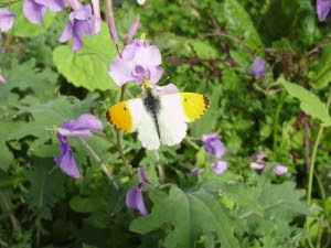 Orange tip butterfly on Orychophragma in early spring