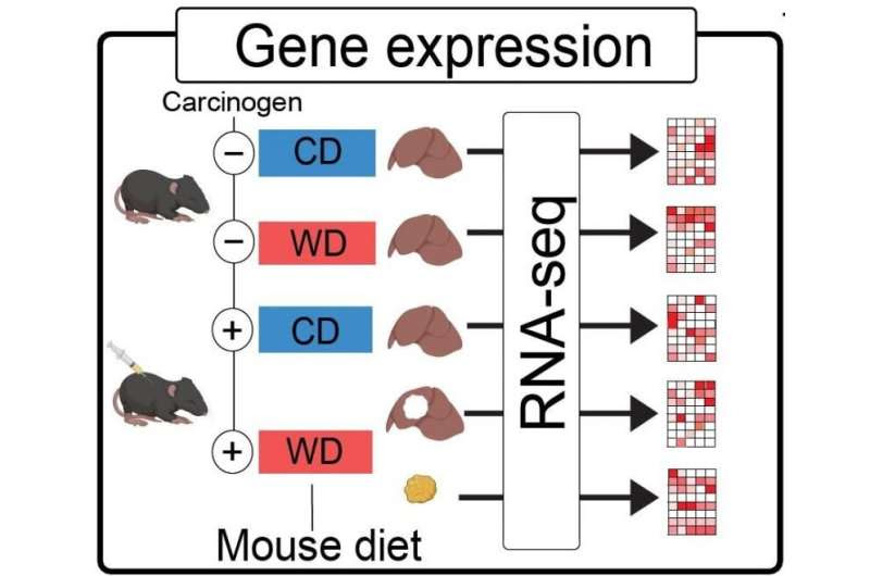 Researchers map the effects of dietary nutrients on disease