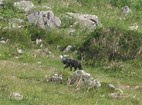 Image result for BEAST OF EXMOOR