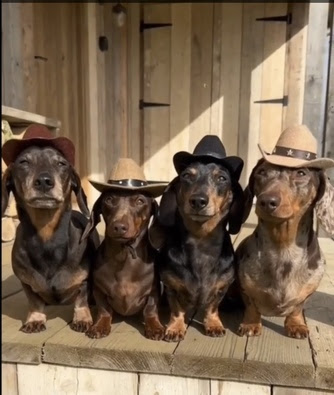 Dogs-4-Cowboy-hats