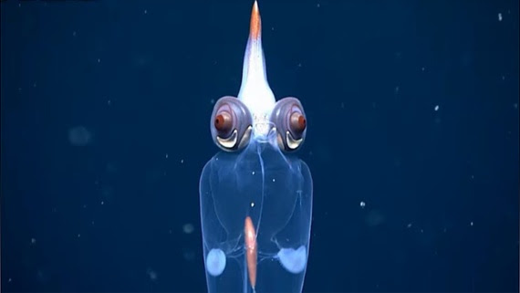 Watch a see-through squid with demon-like eyes swim in Alaska's deep waters