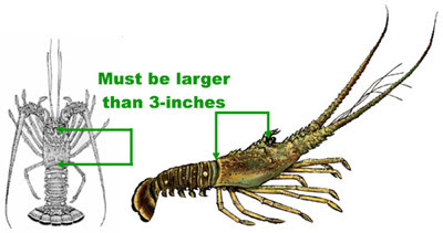 Spiny Lobster measurement