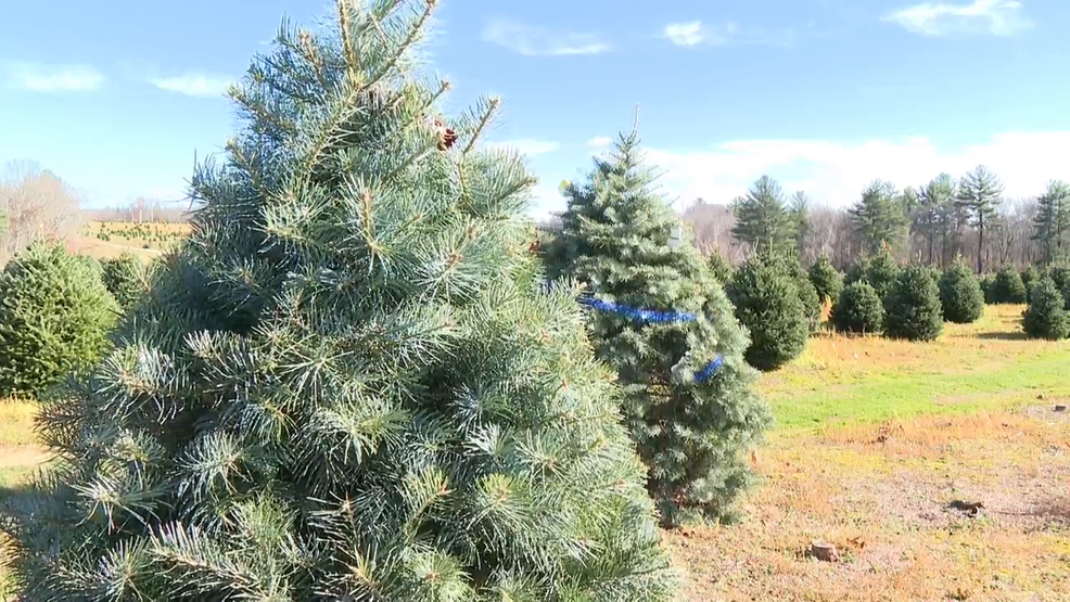  Christmas tree sellers across Southern New England prepare for holiday season 