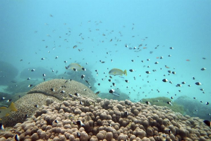 Fish swim near some bleached coral at Kisite Mpunguti Marine park, Kenya, June 11, 2022. For the first time, United Nations members have agreed on a unified treaty on Saturday to protect biodiversity in the high seas, nearly half the planet's surface. AP-Yonhap
