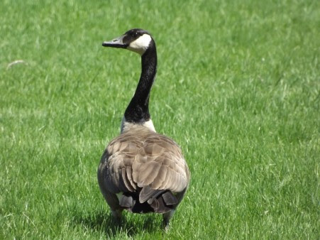 Displaying