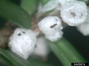 Hemlock woolly adelgid ovisac with crawler on a hemlock twig