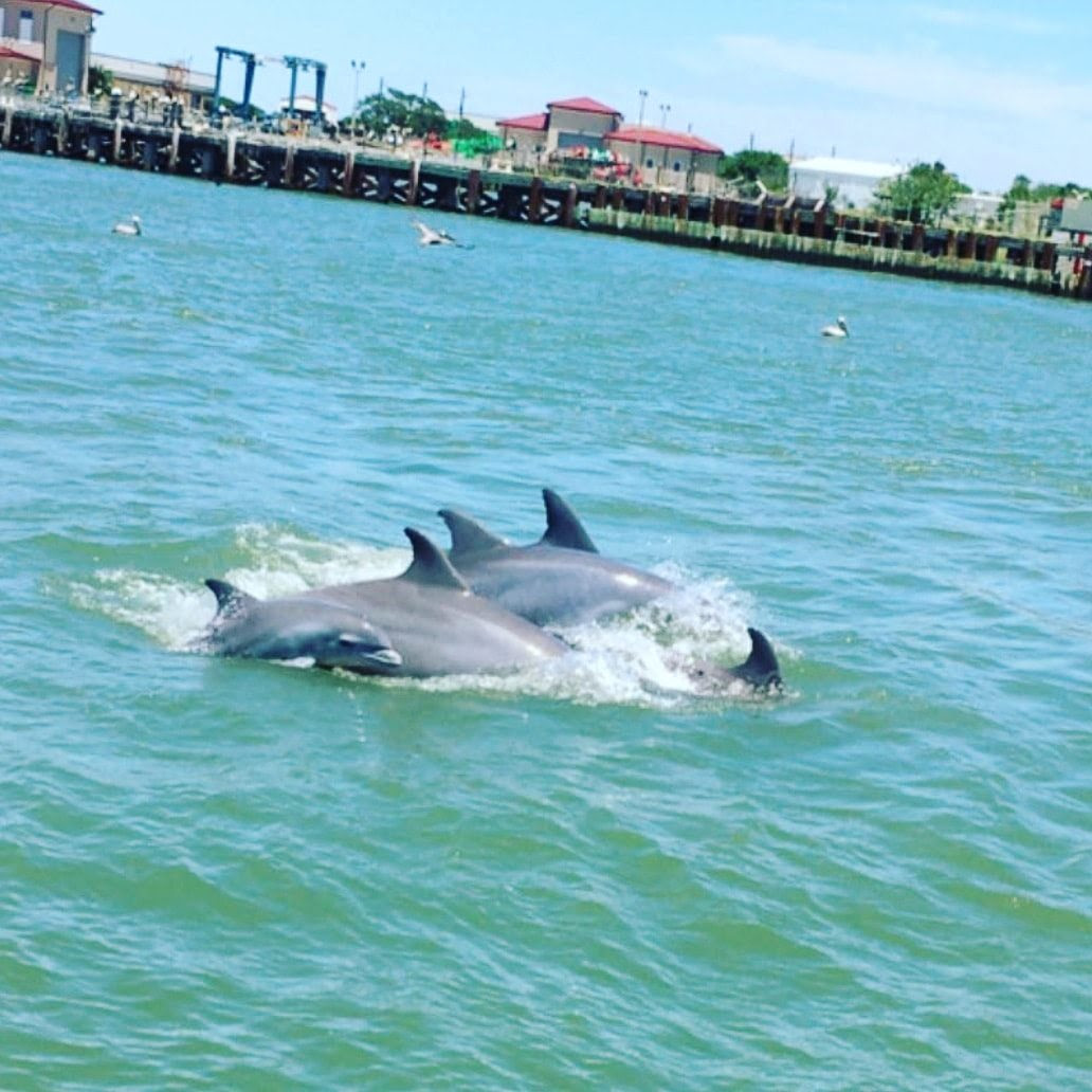 Baywatch Dolphin Tours Galveston, TX