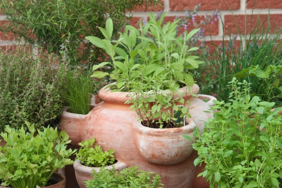 Outdoor herb pot