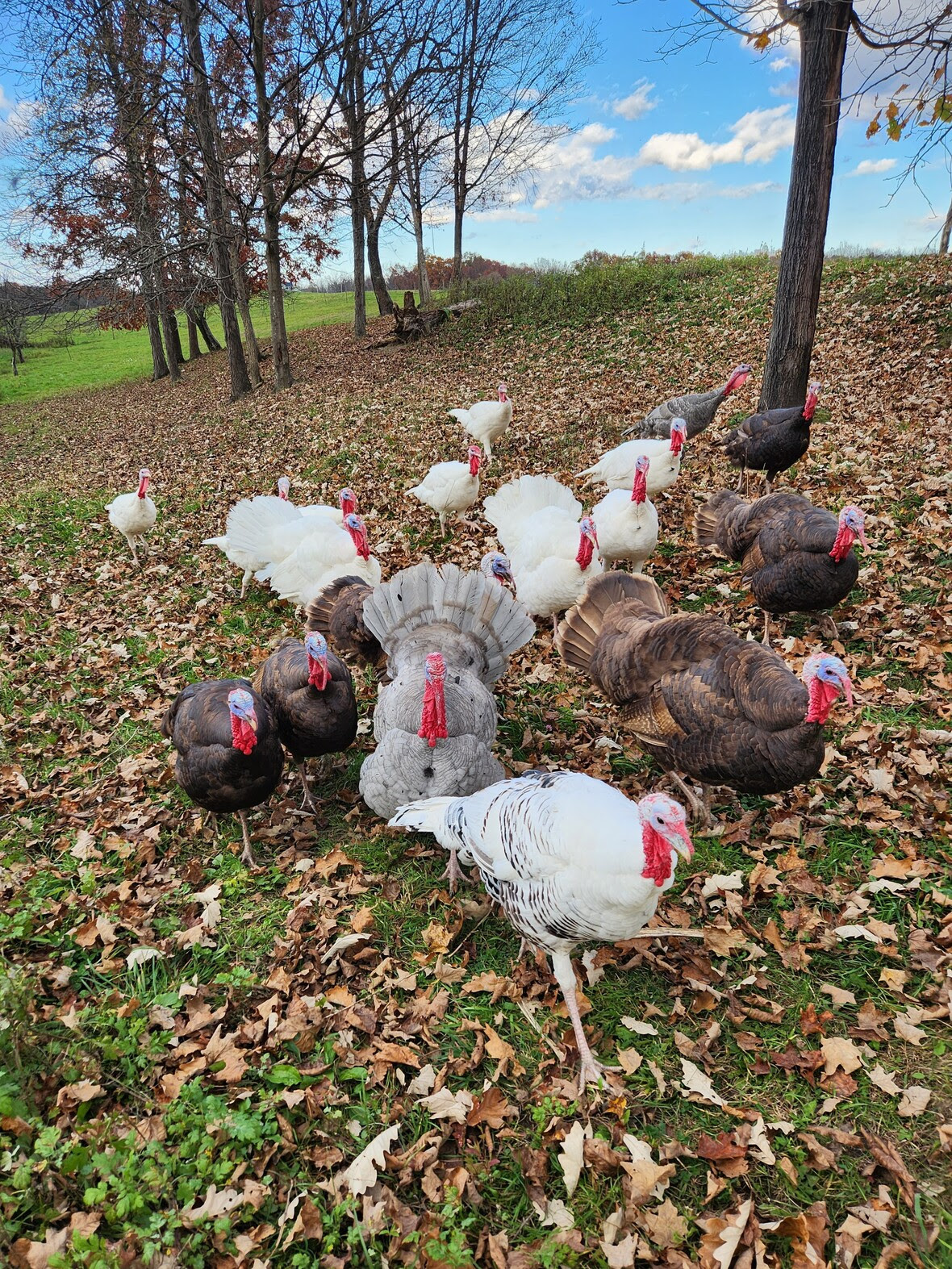 Turkeys in the field