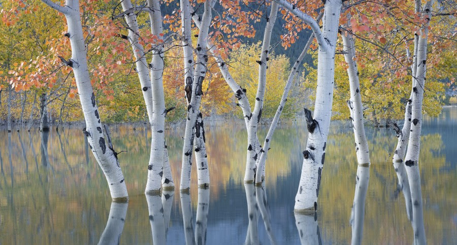 Several birch trees are seen standing in water, with fall foliage in the background.