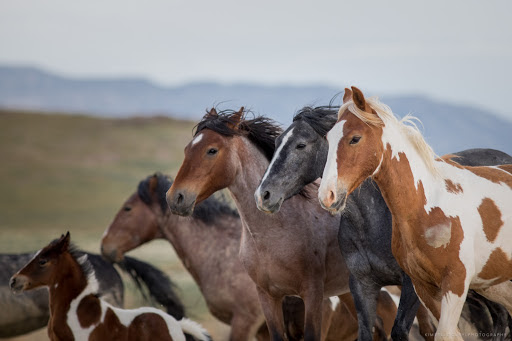 Protect the wild horses in the Onaqui Herd Management Area (HMA) of Dugway, Utah!