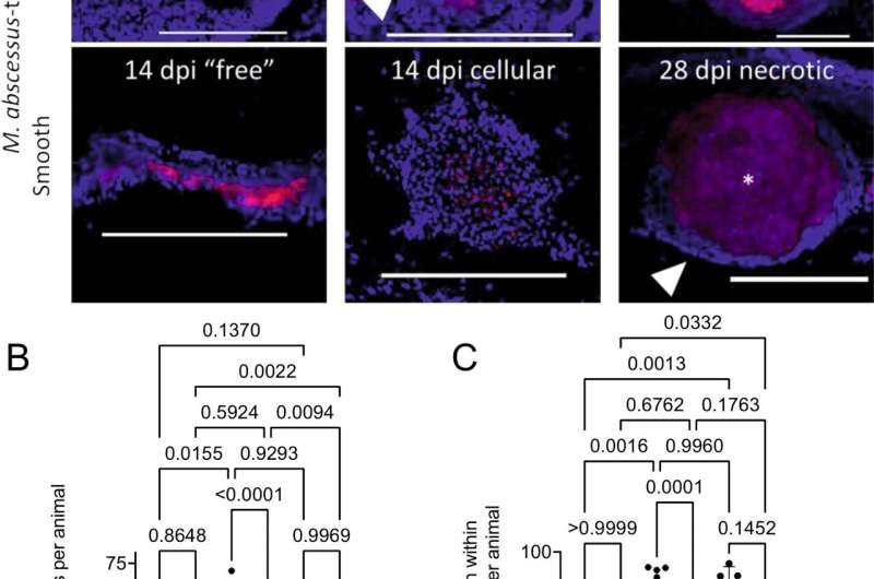 Researchers shed new light on devastating drug-resistant bacteria