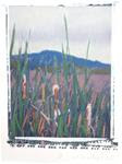 Cattails, Ledson Marsh - Posted on Thursday, December 18, 2014 by Monica Schwalbenberg-Peña