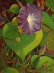 Morning Glory Study - Posted on Wednesday, November 19, 2014 by Sharon Will