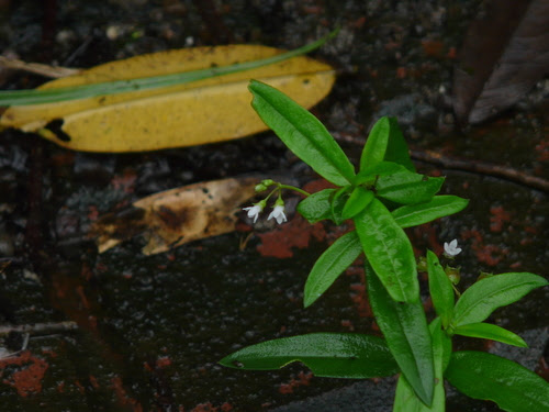 Oldenlandia corymbosa L.