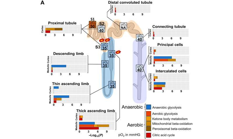 A reference tissue atlas for the human kidney