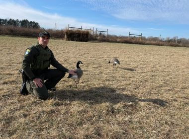 ECO kneels in a field next to some decoy geese