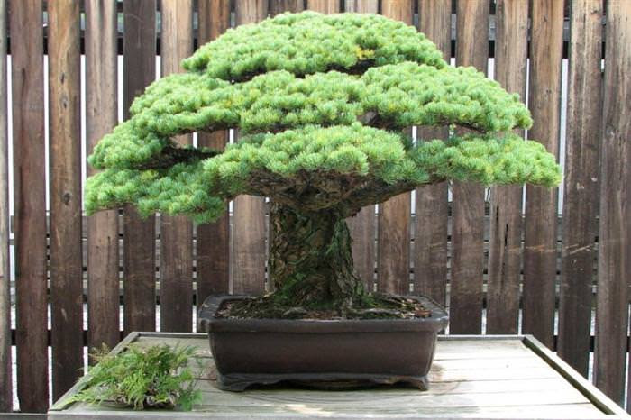 Những cây bonsai đẹp nhất của Nhật Bản Be579a4b-a330-4fe0-870b-e8e37fb9d7d6