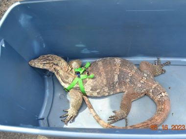 Large lizard wearing a harness in blue storage container