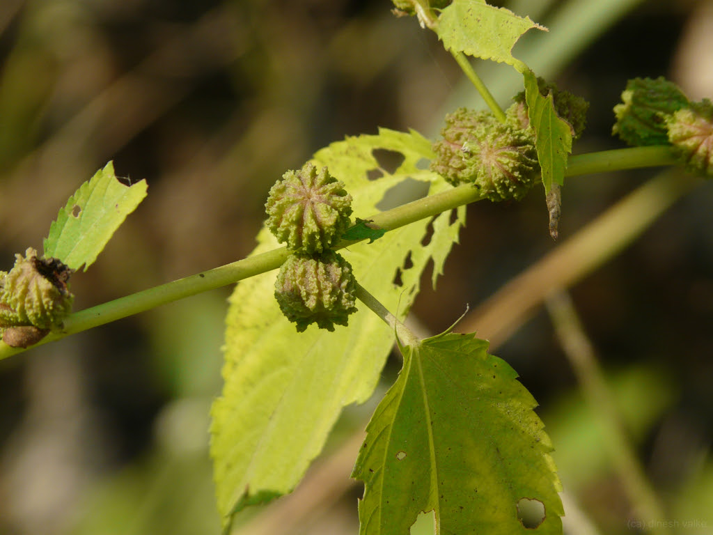 Corchorus capsularis L.