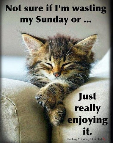 Sunday-Cat-Waste-or-Enjoy