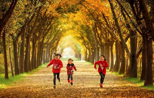 Những đường cây mùa thu đẹp nhất thế giới - Ảnh 6.