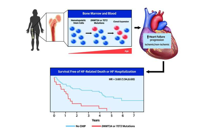 CNIC scientists identify mutations acquired by blood cells that accelerate heart failure progression