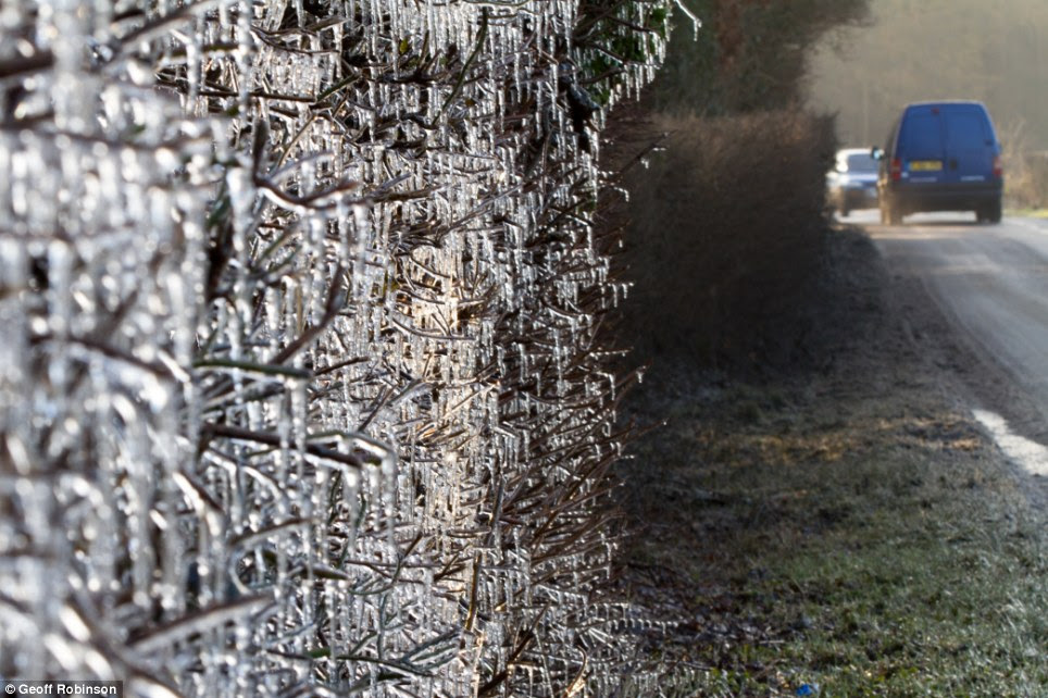 A frozen hedge in Leigh in Surrey 