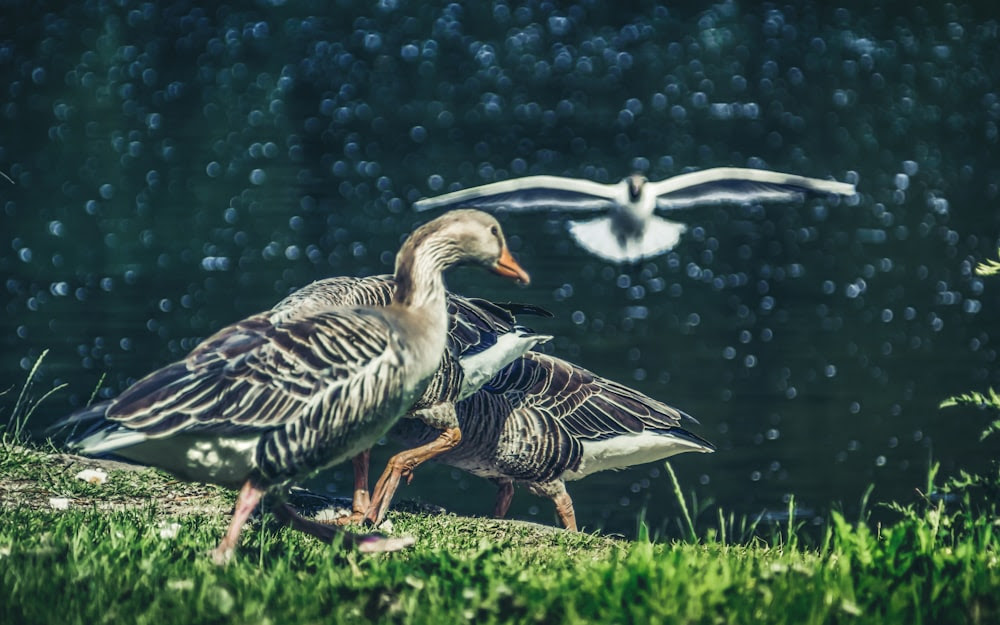 canard noir et blanc sur l'herbe verte pendant la journée