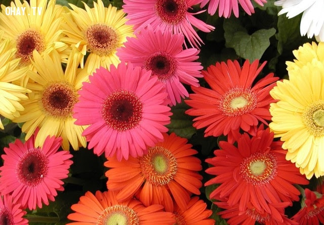 Hoa Đồng tiền (Gerbera): Niềm tin tưởng, sự sôi nổi,ngôn ngữ các loài hoa,hoa đẹp,hoa ngữ