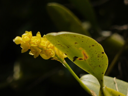 Bulbophyllum rosemarianum Sath.Kumar, P.C.S.Kumar & Saleem